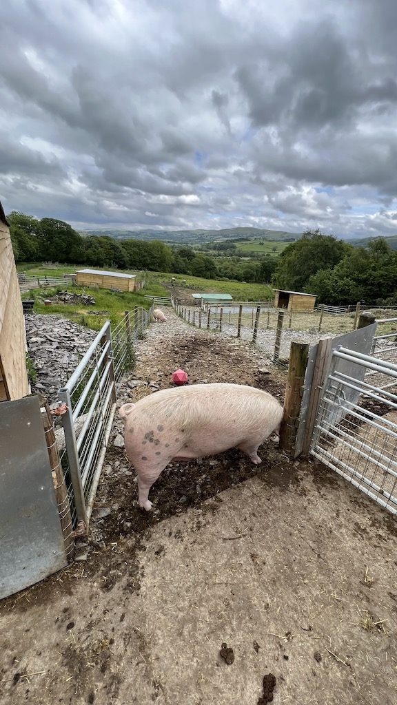 Pig at Beneath the Wood Sanctuary