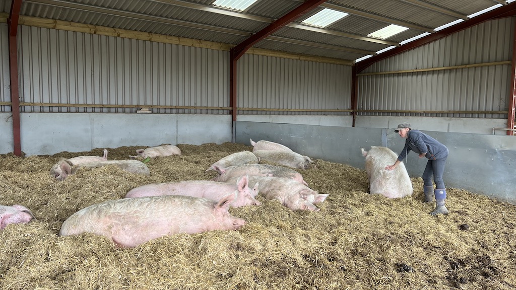 Pigs at Beneath the Wood Sanctuary